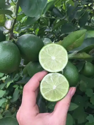 泰国塔希提无籽青柠檬