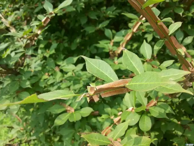 求问各位大拿这是什么树?