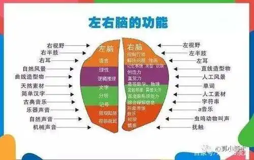 大脑功能区示意图