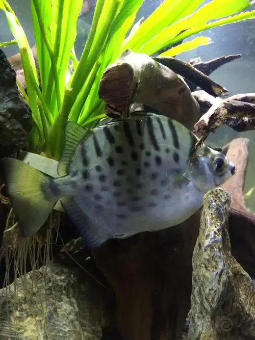 银鼓鱼能长多大