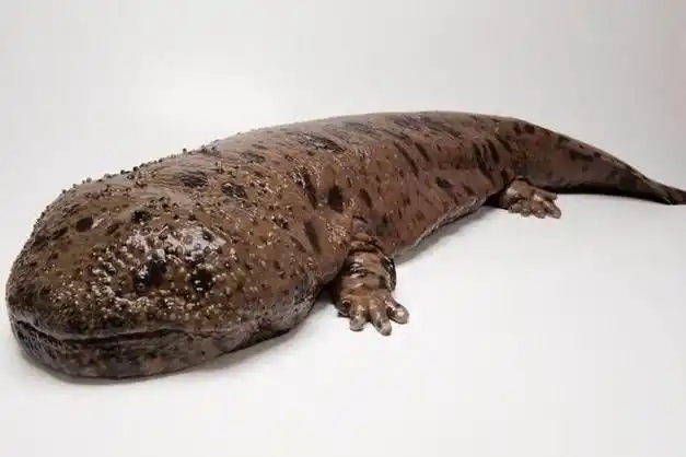 "娃娃鱼"与"山椒鱼"有何不同