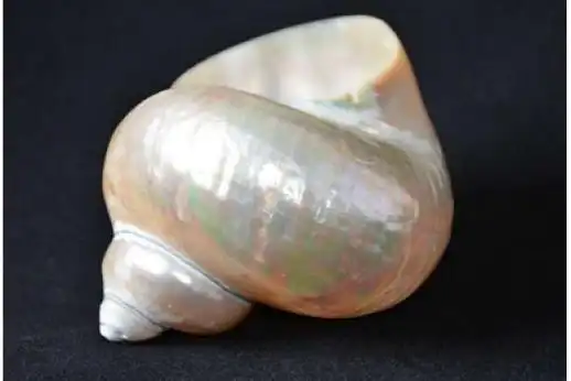 夜光蝾螺,真的好好看哦!