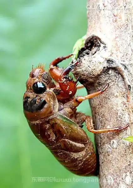 蝉的幼虫叫什么名字,蝉的幼虫叫什么学名  幼虫 金蝉 知了猴儿 来源于