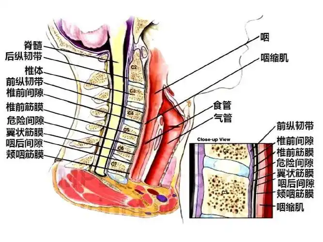 7,颈部(颈部结构应用解剖)-断层ppt