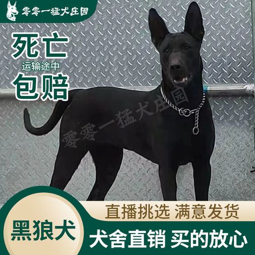 黑狼幼犬纯种黑狼犬黑色看家护院中华狼狗墨界黑狼大型犬田园小狗