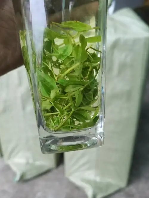 小叶苦丁茶青山绿水毛冬青