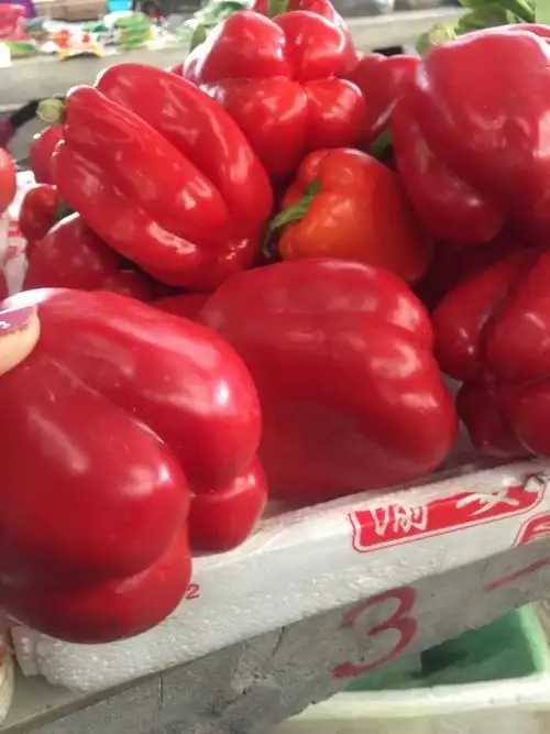 红圆椒