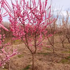 杏梅树苗园林景观梅花树观花树梅花园行道开花树苗木企业可对公