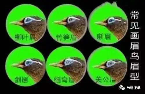 上几节鸟哥传说讲了画眉鸟的"嘴","头","眼".