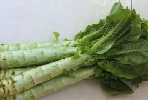 油麦菜和莴笋叶是的区别有哪些?菜的作用-囧茄
