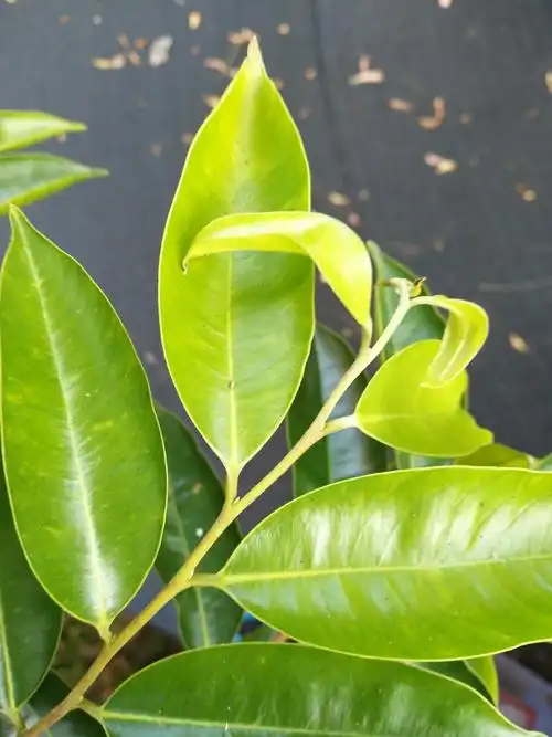 叶子勺形带金色斑点