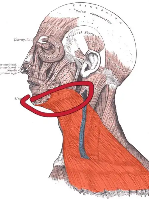 再来补充一下 图中橙色部分是颈阔肌 下颌缘提升就是_圈子-新氧美容
