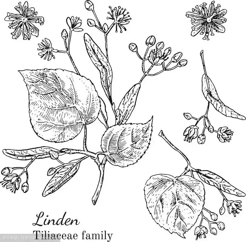 墨水菩提树手绘草图