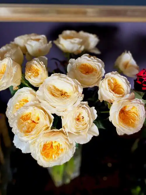 单头玫瑰碧翠丝