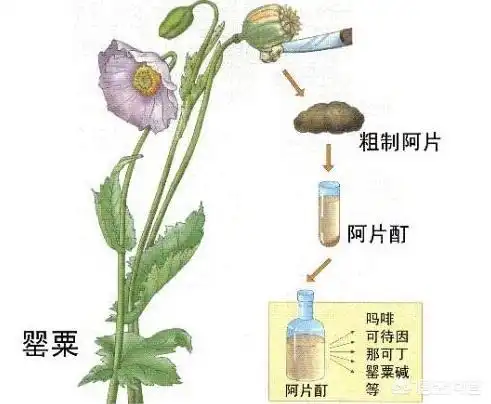 改成阿片.阿片是罂粟未成熟蒴果浆汁的干燥物.