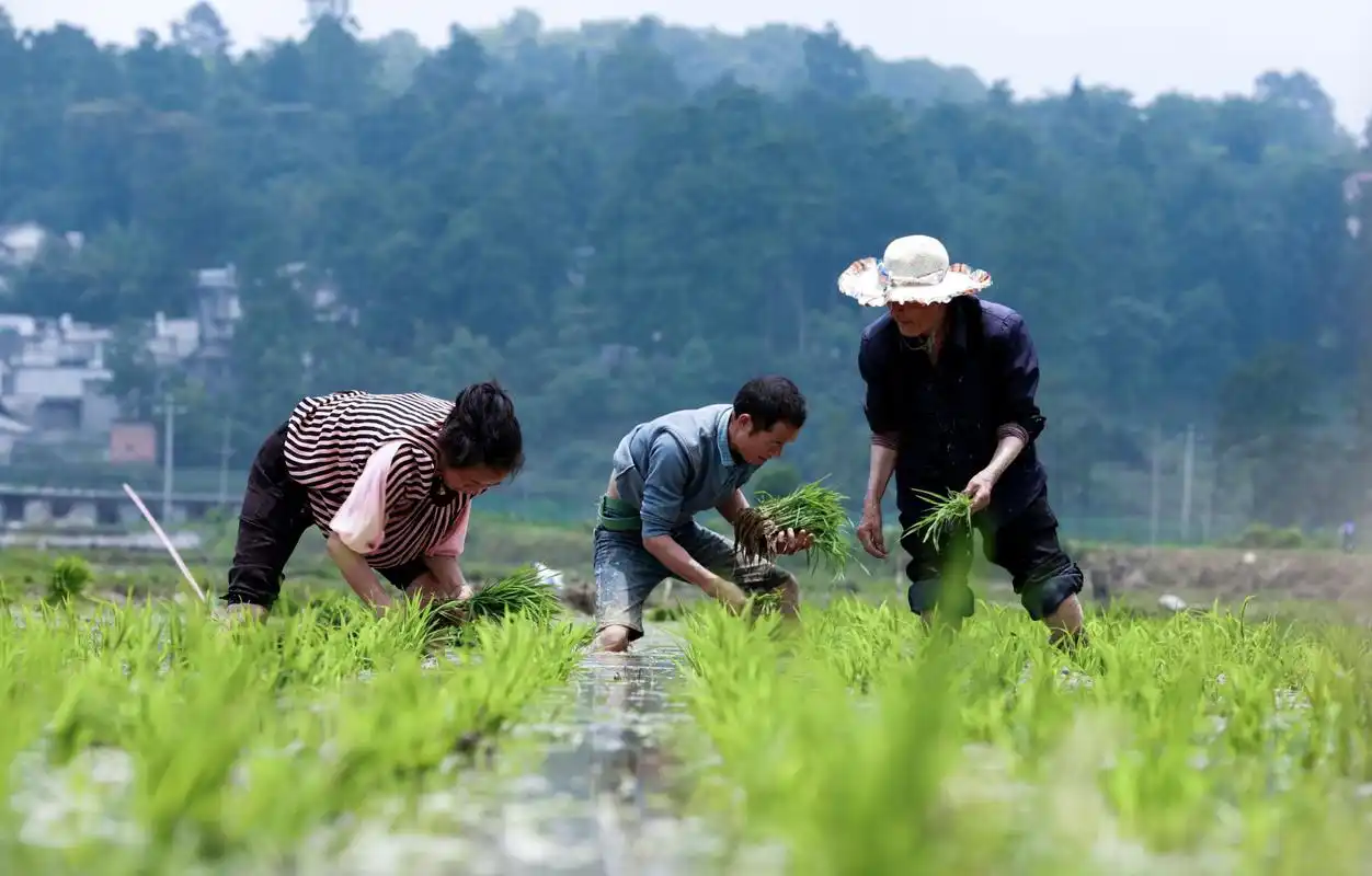 贵州黔西:内庄田园美如画 农民耕田插秧忙-贵阳网