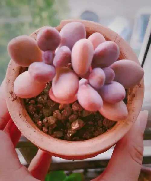 我又入手多肉了,还是最最喜欢桃蛋99