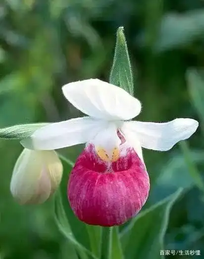 8种自然界中贵族花卉,十分稀有,争奇斗艳