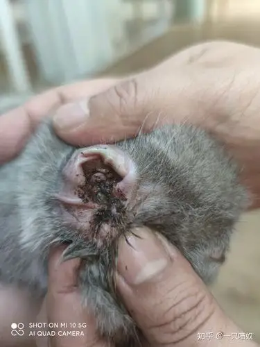 经验分享怎么治疗耳螨如何清洁猫咪耳朵