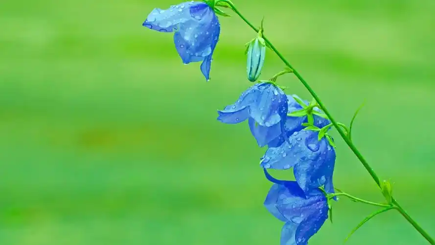 小清新简约花朵高清桌面壁纸