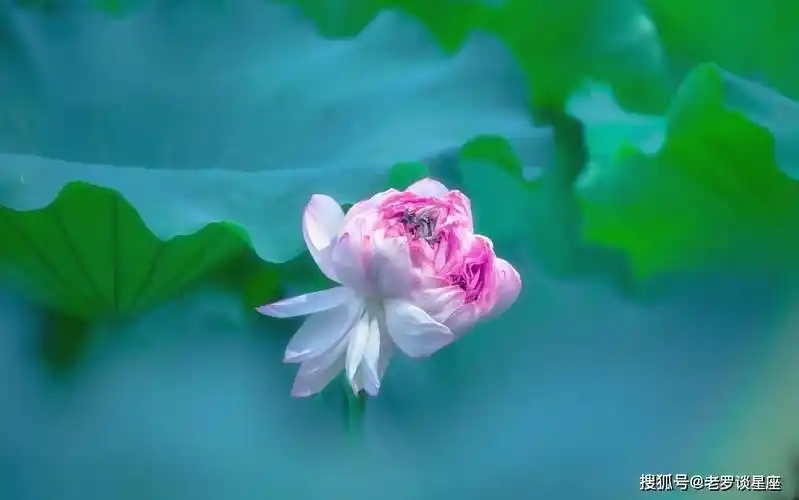 一定要好好看看!_金马_好运_工作