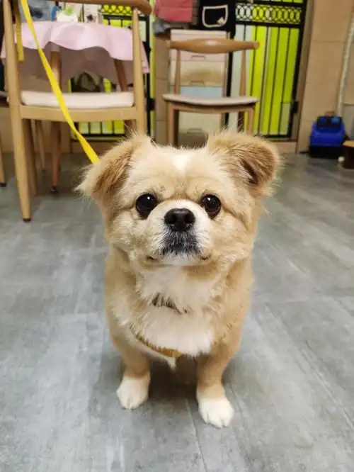 狮子狗也很可爱啊