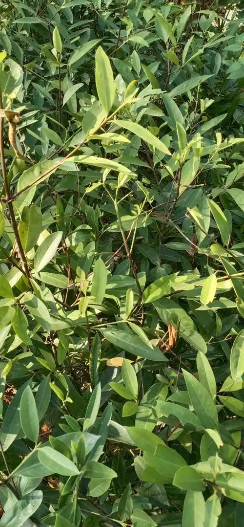 山竹树苗 领南山竹果树苗 岭南竹嫁接苗 泰国无籽山竹苗 四季可种植