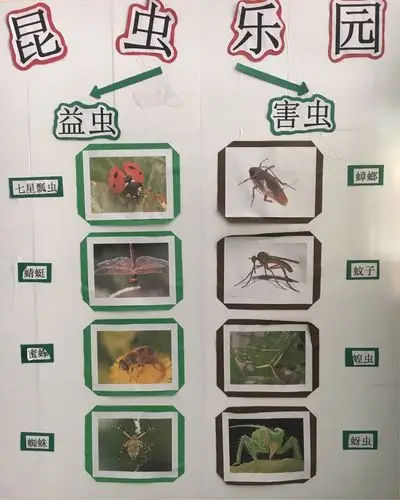 快乐生态课程《昆虫乐园》结题