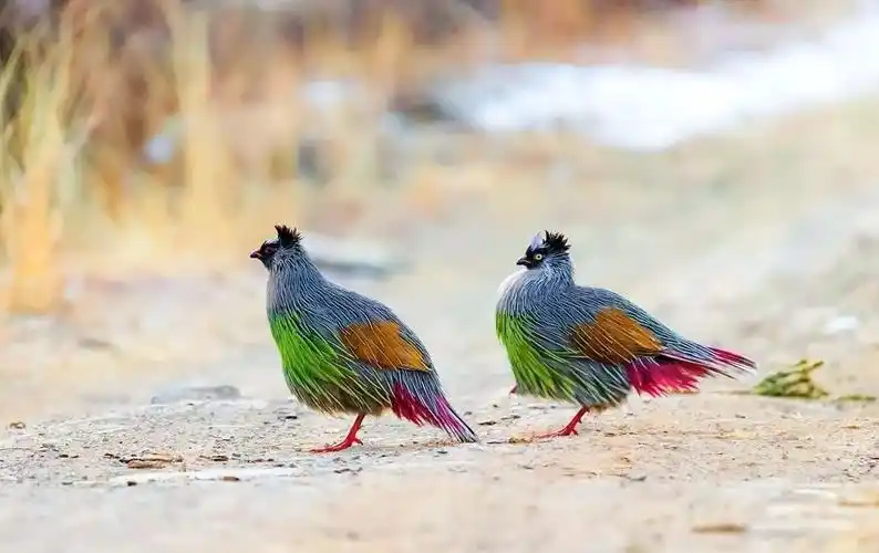 大自然里罕见的鸟,太漂亮.