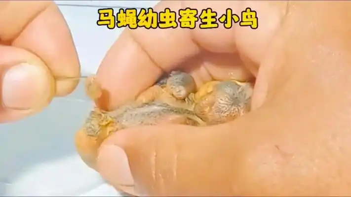小鸟寄生马蝇幼虫 动物世界 马蝇幼虫 清除马蝇幼虫 小鸟