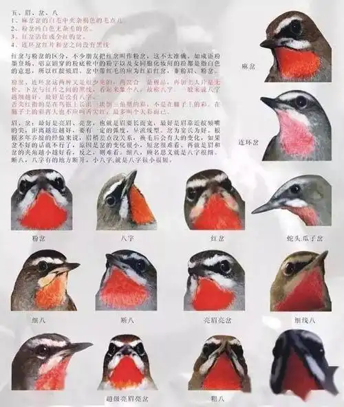 【鸟友汇】红蓝颏图谱