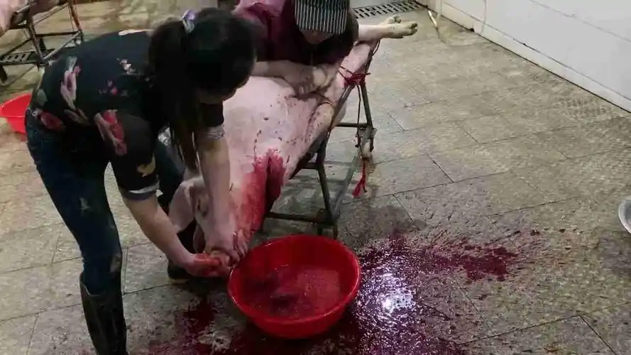 女屠夫杀猪会捏猪鼻吗?