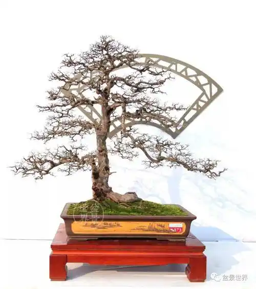 最美的100盆雀梅盆景(建议收藏)-大秦号