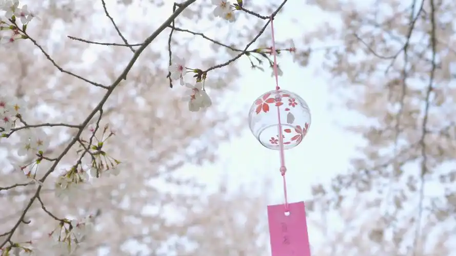 4k实拍唯美樱花樱花风铃春天自然风景视频