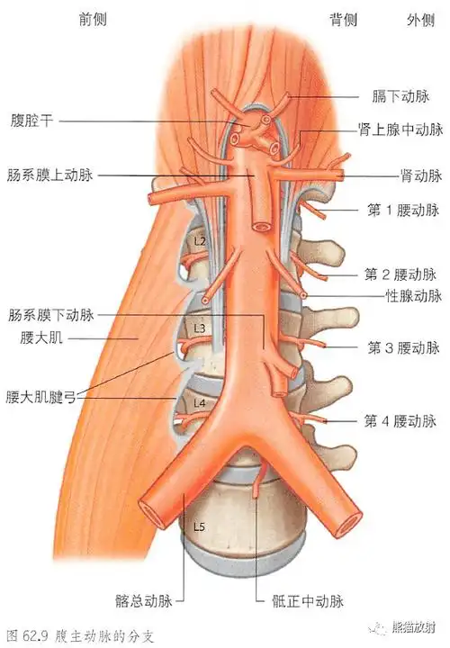 动脉前淋巴结组腹后壁肌和神经腰丛及其分支↓ 内容节选自:《格氏解剖