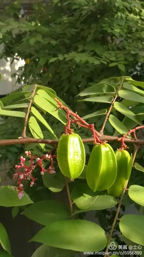杨桃开花结果季