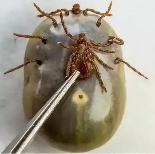 猫咪体外寄生虫有哪些?猫咪体外驱虫注意事项有哪些?