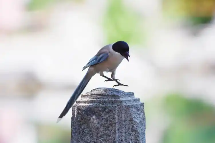 鸟类图鉴广东少见的灰喜鹊