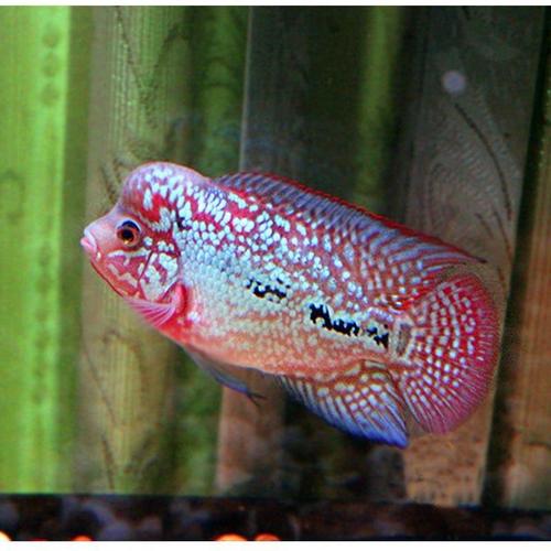 罗汉鱼苗活体观赏鱼热带淡水爆头小鸿运凶猛好养易活宠物鱼发财鱼