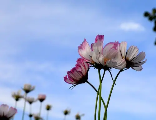 蓝天下的格桑花