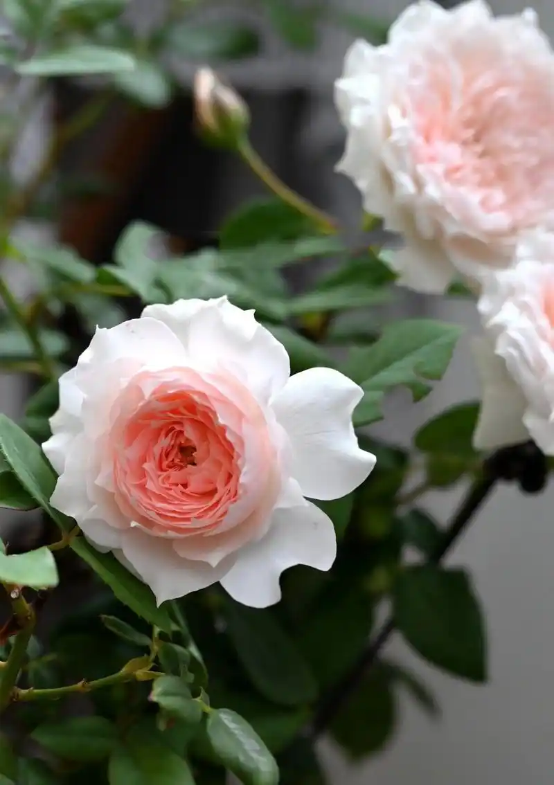 仙女系月季:莫妮卡戴维 图1～11是这两天的夏花 图12～15是6月份的