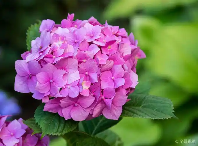 八仙花属_粉色_绣球花_图片大全—全景创意图库(quanjing.