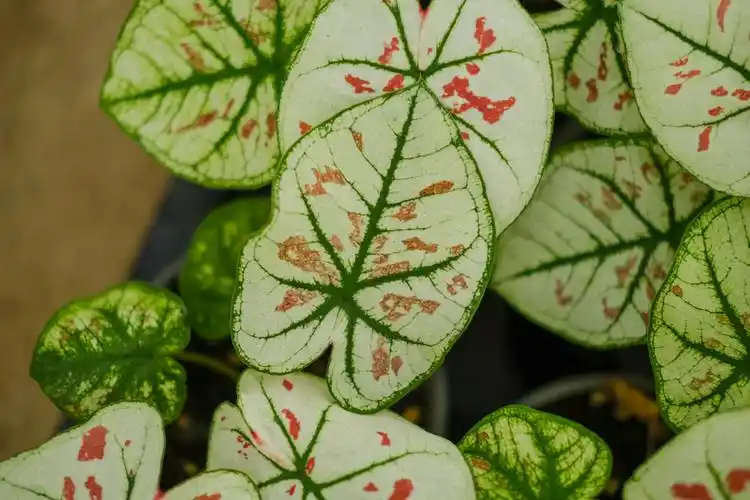 花叶芋的养殖方法冬天枯萎了怎么办