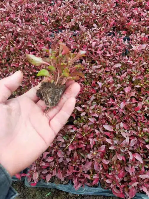 产品中心 >红草     红草(学名:锦绣苋,拉丁学