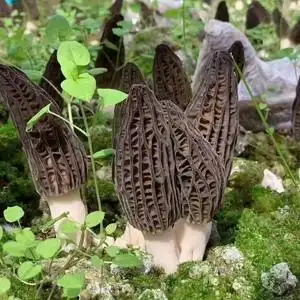 云南特产新鲜羊肚菌香格里拉野生菌羊肚菇菌类蘑菇食用菌礼盒包邮