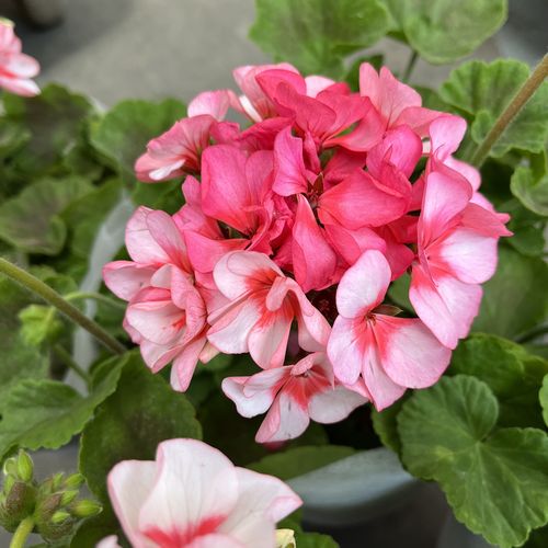 天竺葵盆栽花卉美白星带花苞四季开花品种阳台庭院净化空气防辐射