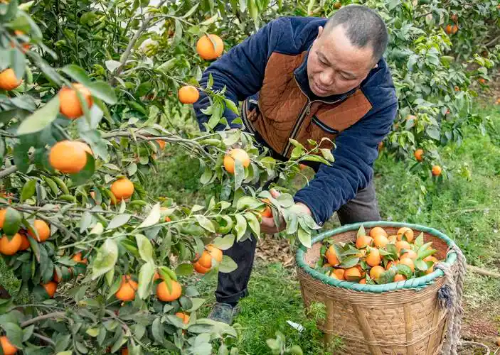 伯园家庭农场借助油菜花盛开时节游客观光高峰期,采摘销售沃柑,获得可
