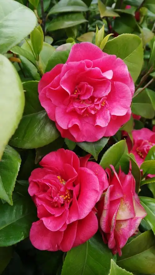 捎梦 弘羽 茶靡花正艳 月冷捎香还 宿鸟悄入梦 悠悠故人看