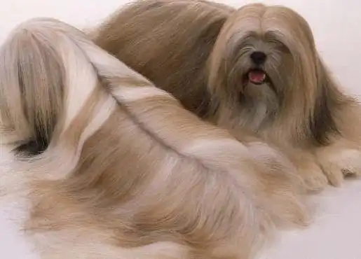 2. 中型长毛狗品种及图片