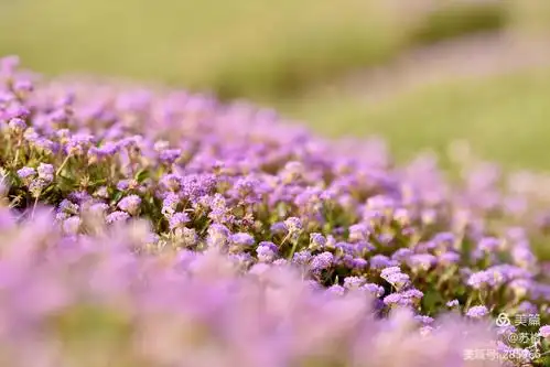 寒山湖,盛开着一片粉色的野生蓼子花海
